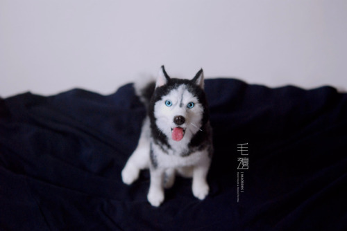 ▋ Husky ( custom-made order )Sculpture approximately 12 x 17 x 19 cm 