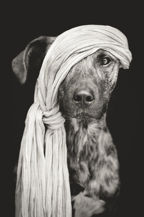 this-is-wild:  (via 500px / Pirate of the Baltic Sea by Elke Vogelsang) 