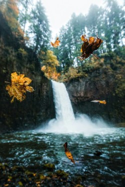 j-k-i-ng:  “Autumn In Oregon“ by | Dylan
