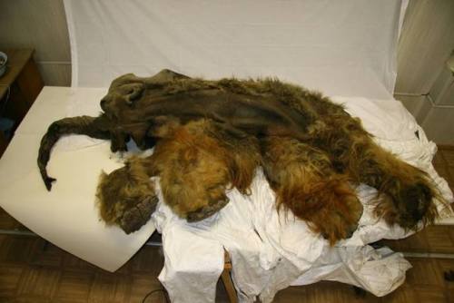 Mammoth mummyYuka lived some 39,000 years ago in what is now Siberia, dying young around age 7-9 bef