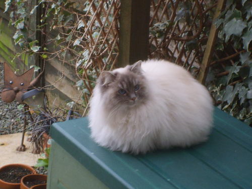 awwww-cute:  My ball of fluff with blue eyes