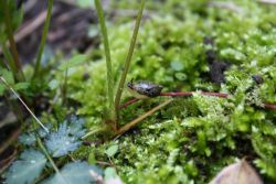 cosmiccora:  Little snaily friend adventures 🐌🌿