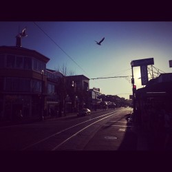 #sf #sanfrancisco #thecity #seagull #daytrip