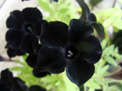frolicingintheforest:  Black petunias! (: I’m obsessed with black flowers!  