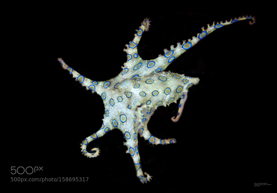 lifeunderthewaves:  Lethal Beauty_1 by RayBaoBao The most poisonous creature underwater: