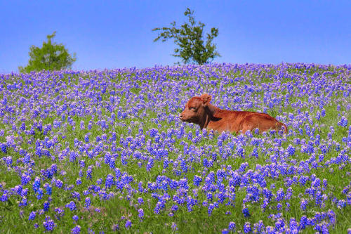 ijbetty:ainawgsd:Cows in Flowers“And for all I know he is sitting there still, under his favorite co
