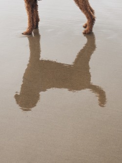 daddyslittleflame:  Comet, goldendoodle, 2 years old. Cannon Beach, Oregon.