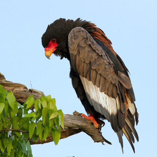 end0skeletal: The bateleur eagle is endemic to Africa and small parts of Arabia. It is a medium-size