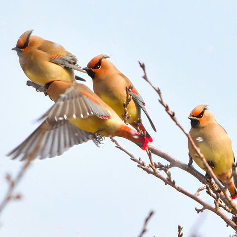 Japanese Waxwing.