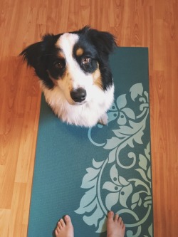 handsomedogs:  My Australian Shepherd, River,