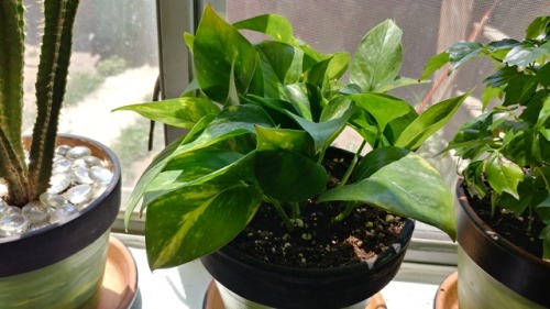 No idea what this plant is but it’s growing well and very fast. It unfurls a new leaf at least weekly.