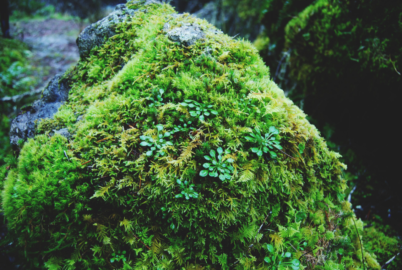 tuaari:  Sooke Potholes - January 2016
