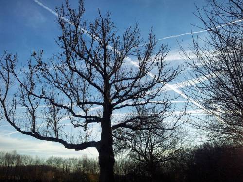 I Guess By Now You Already Know This Is My Favourite #tree Next To My Workplace. On A Day Like This,