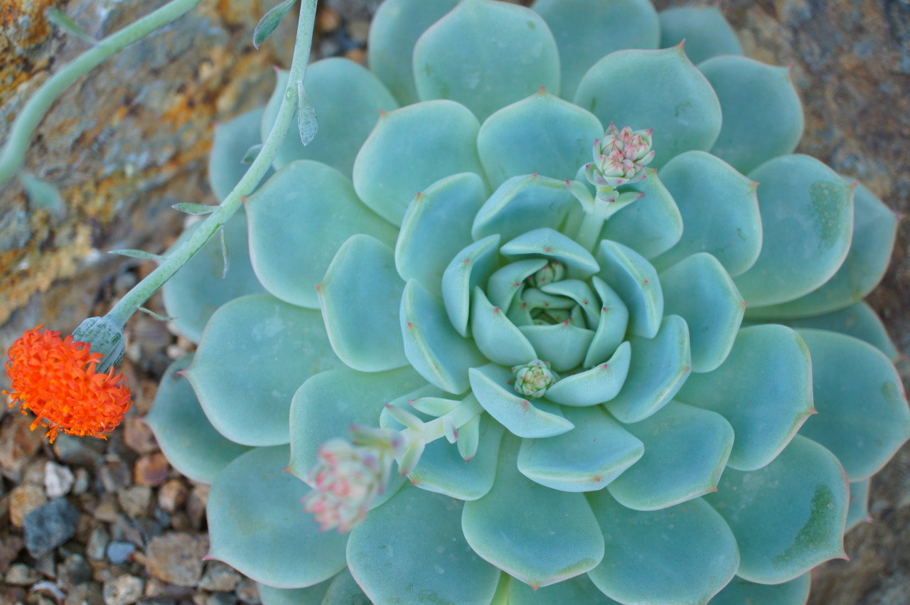 flora-file:  echeveria-tions on a theme (by flora-file) 