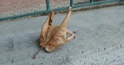 A metal leaf? Looks like he’s throwin the horns!