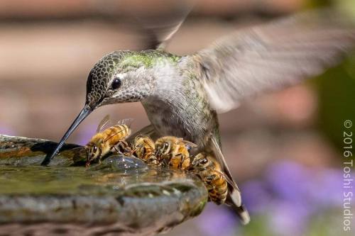 catcomixzstudios:tinysaurus-rex:manukahoneyus:Hummingbird sharing water with bees :)A queen and her 