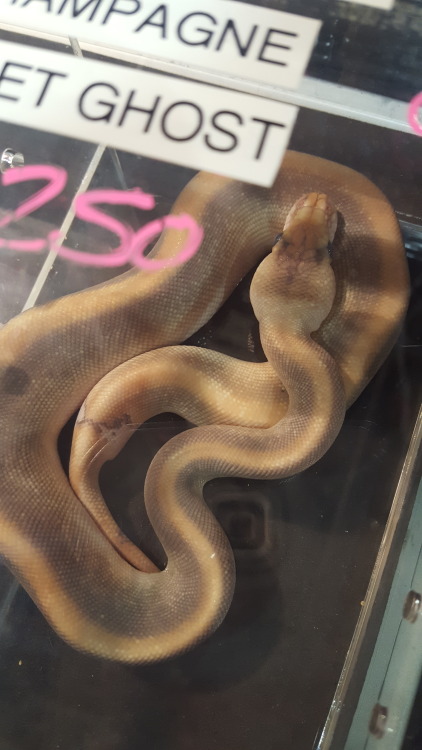 LOOK! LOOK AT KABUKI&rsquo;S SIBLINGS! Jeff Luman Reptiles was at the show! I got to talk to the