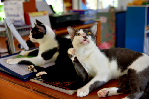 Tom Yum and Tom Kha, two of the resident cats lounging at the reception desk at Blue Lagoon Bungalow