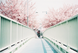 milkpeu:  桜咲く歩道橋 (by ricco)