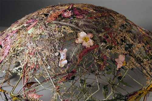 asylum-art: Pressed Flowers Transformed Into Delicate Sculptures by Ignacio Canales Aracil The art 