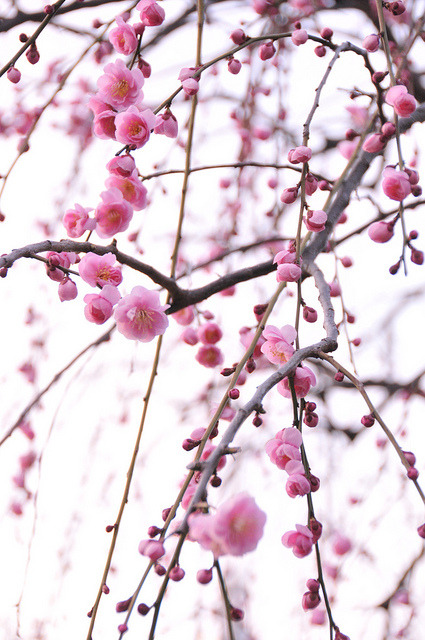 noctaeris: Pink Plum Blossom by inoc on Flickr.