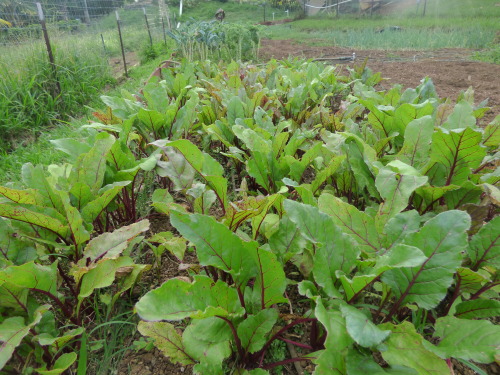 dreadedgrape:  barefootedfarmer:  root beds white daikon, purple daikon, red beats, red turnips    here are pictures of the farm im on. this is my farm blog/ gardening blog covers my personal travels working on farms  