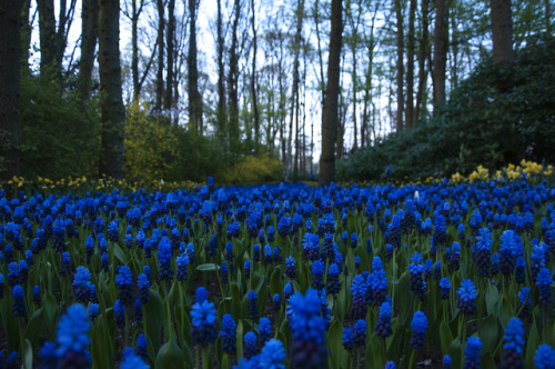 Day 6: Amersfoort & Keukenhof Gardens (Lisse, Netherlands)We left our AirBnB in Dinslaken and ma