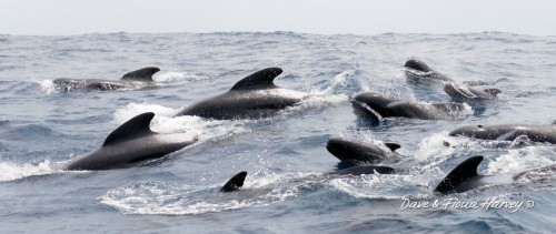 Long finned pilot whales in Bremer Bay, Western Australia. Photos by Dave and Fiona Harvey.