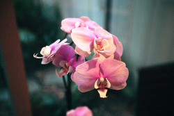 hawaiiancoconut:  Baby pink orchids, Santa