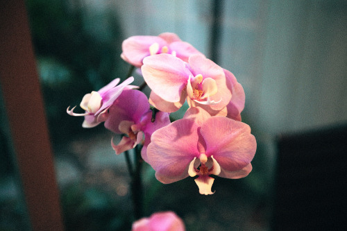 XXX hawaiiancoconut:  Baby pink orchids, Santa photo