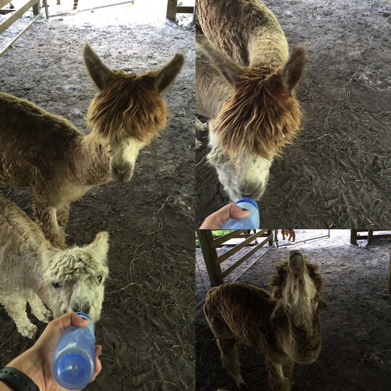 Teddy is turning into a milk thief.