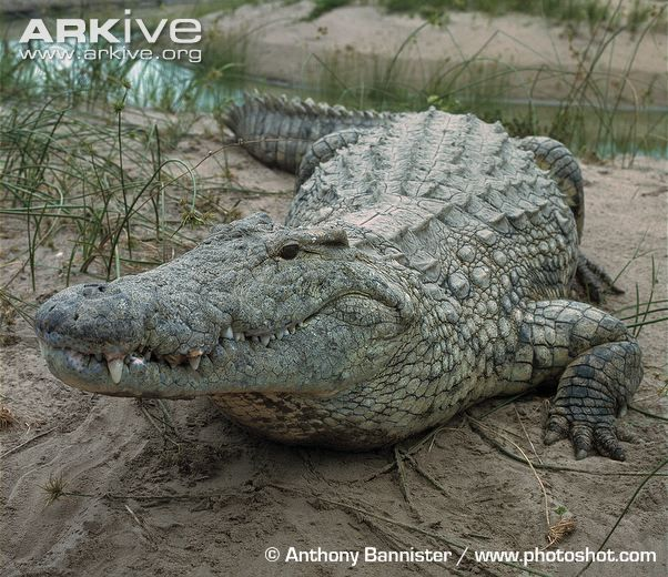 Deinosuchus crocodile - Stock Image - E446/0538 - Science Photo Library