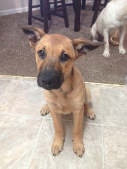 handsomedogs:  Ruby, my 12 week old shepherd