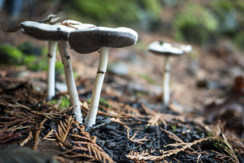 mushrooms (from November) by mfcorwin on Flickr.