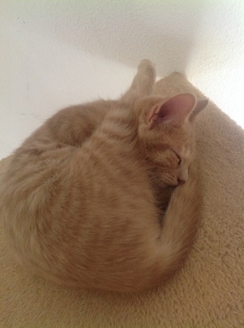 bruneangel: Saiki is sleeping in a weird but cute position!