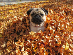 fangirlinqhbu:  pug-f3ction:  most incredibly perfect autumn post in the history of ever  he’s so cute i want him awh 