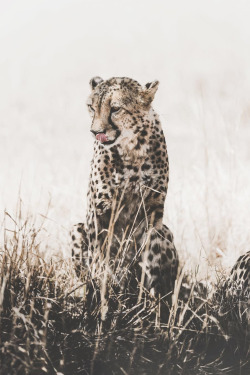 lsleofskye:Cheetah Conservation Fund