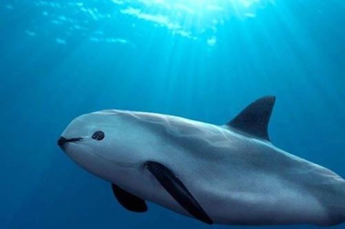  The vaquita has the most restricted range of any marine cetacean, as they are endemic to the northe