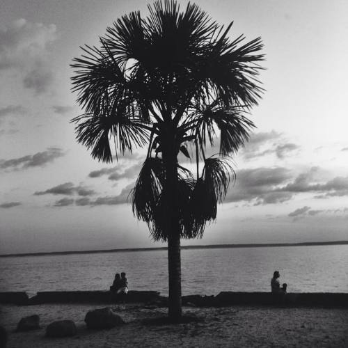 🌴