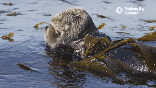 montereybayaquarium:May these Monterey Bay marine mammals make your day more marvelous