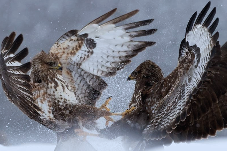 nubbsgalore:  white tailed and golden eagles do battle under heavy snowfall. photos