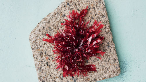  Move Over, Kale: Dulse Is The Superfood Of The Future At Imperial Restaurant in Portland, Oregon, d