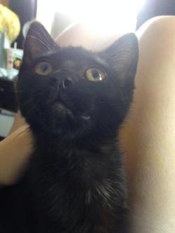 Aiichiirouu:  This Is My Cat Salem. Recently We’ve Had An Influx Of Cats Come And