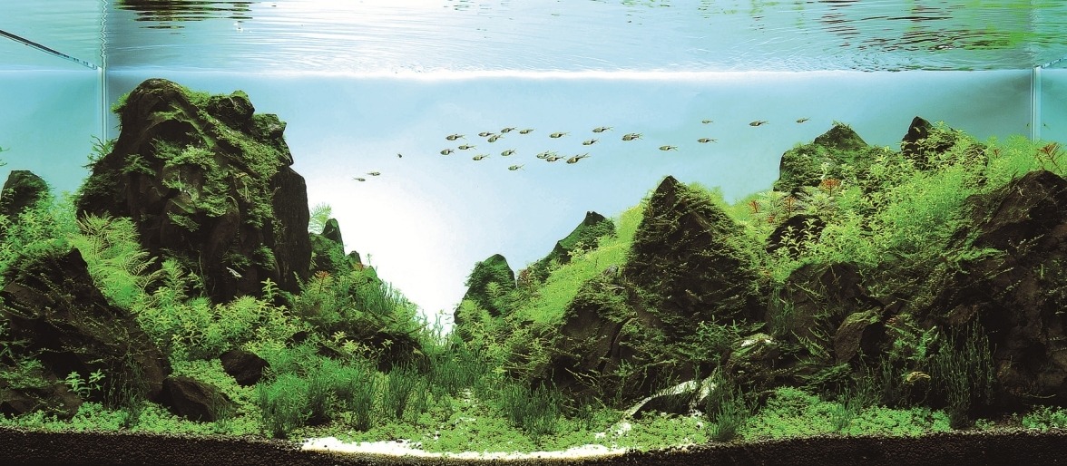 pocketpenniless:  Phenomenal aquarium designs! 