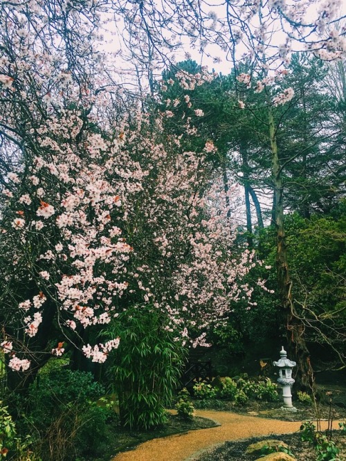 Signs of spring - Valley Gardens, Harrogate 