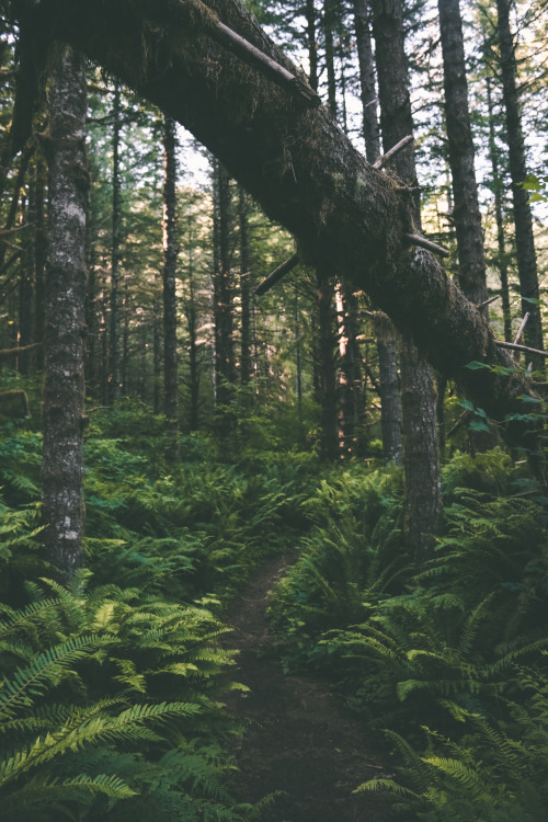 hannahkemp: Hiking in the woods//Tillamook State Forest June 2016