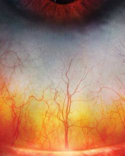  A macro shot of the human eye. The arterioles