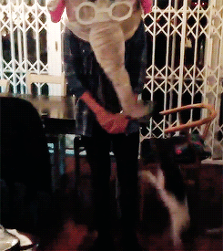 stylin-library:  Harry vs the dog + 