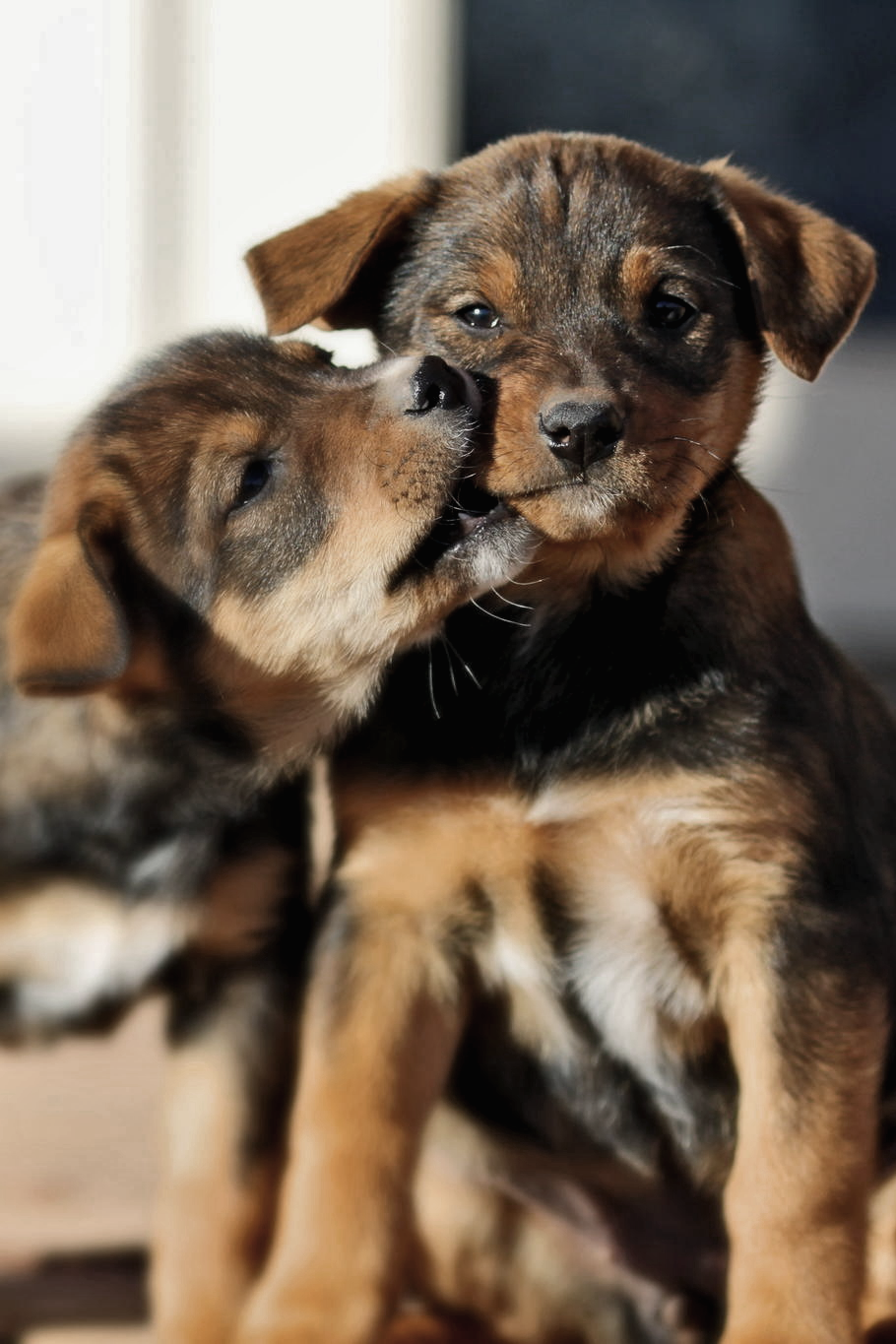 voices:  Best Buds | Facebook | Instagram