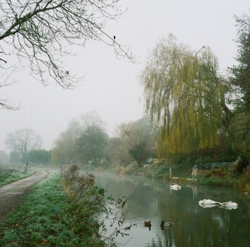 alifeingrain:Gloucestershire - December 2020 Rolleicord Vb on Lomography 800